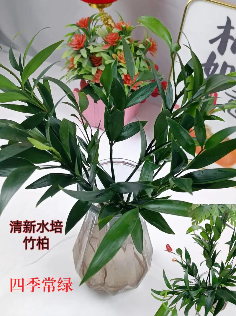 室内水培竹柏 四季常绿，净化空气的优雅之选