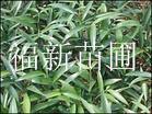 竹柏的雅韵与清流苗圃的绿色匠心