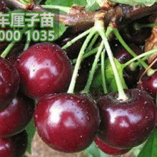 淡竹清韵，松柏之骨 记竹柏相映之美